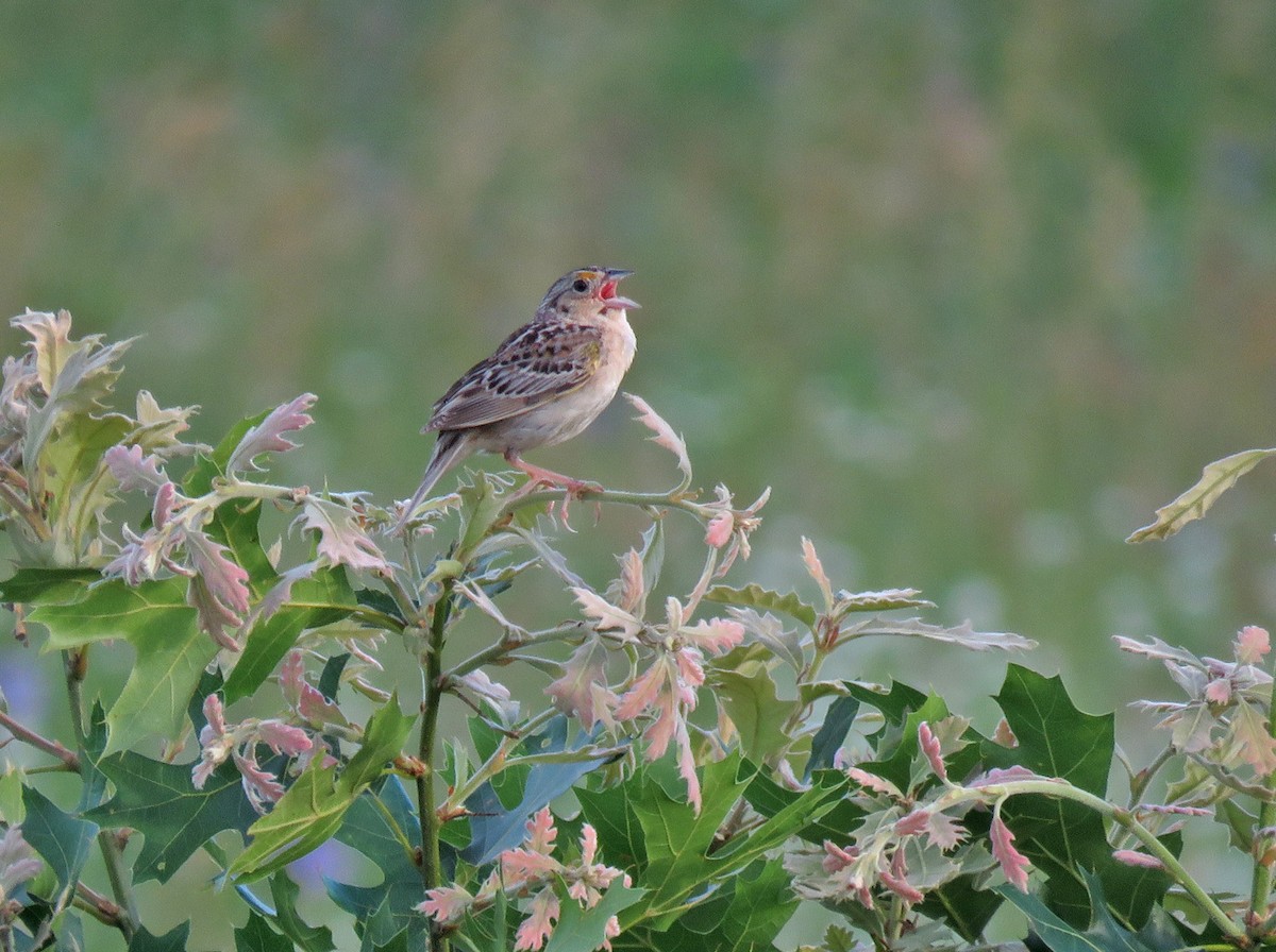 Grasshopper Sparrow - ML620854861