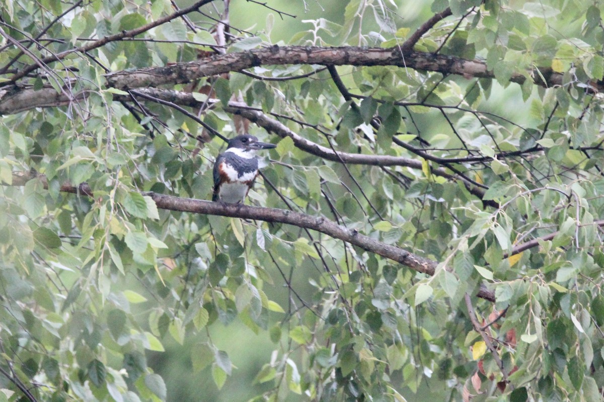 Belted Kingfisher - ML620854870