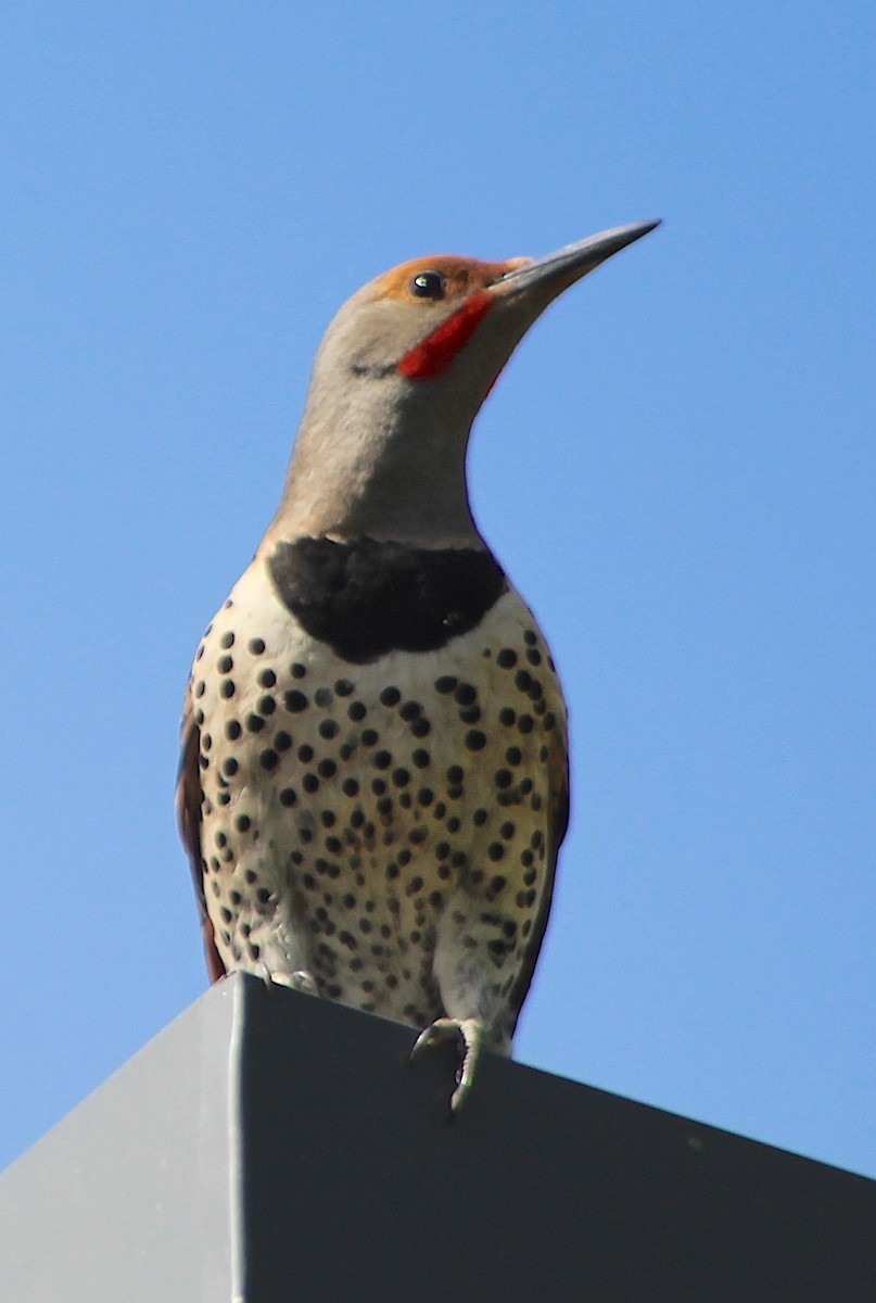 Northern Flicker (Red-shafted) - ML620854878