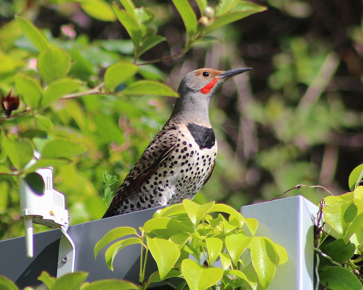 Northern Flicker (Red-shafted) - ML620854881
