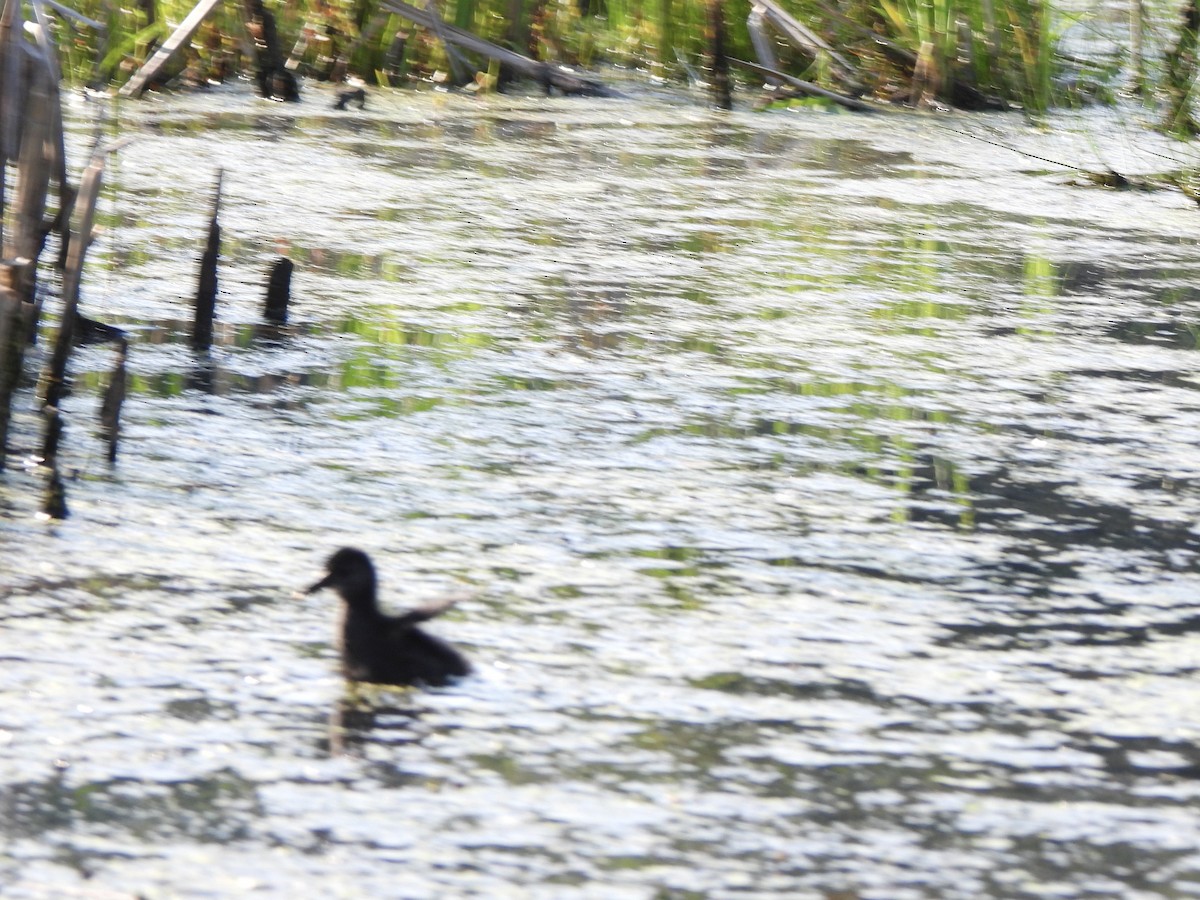 Virginia Rail - ML620854885