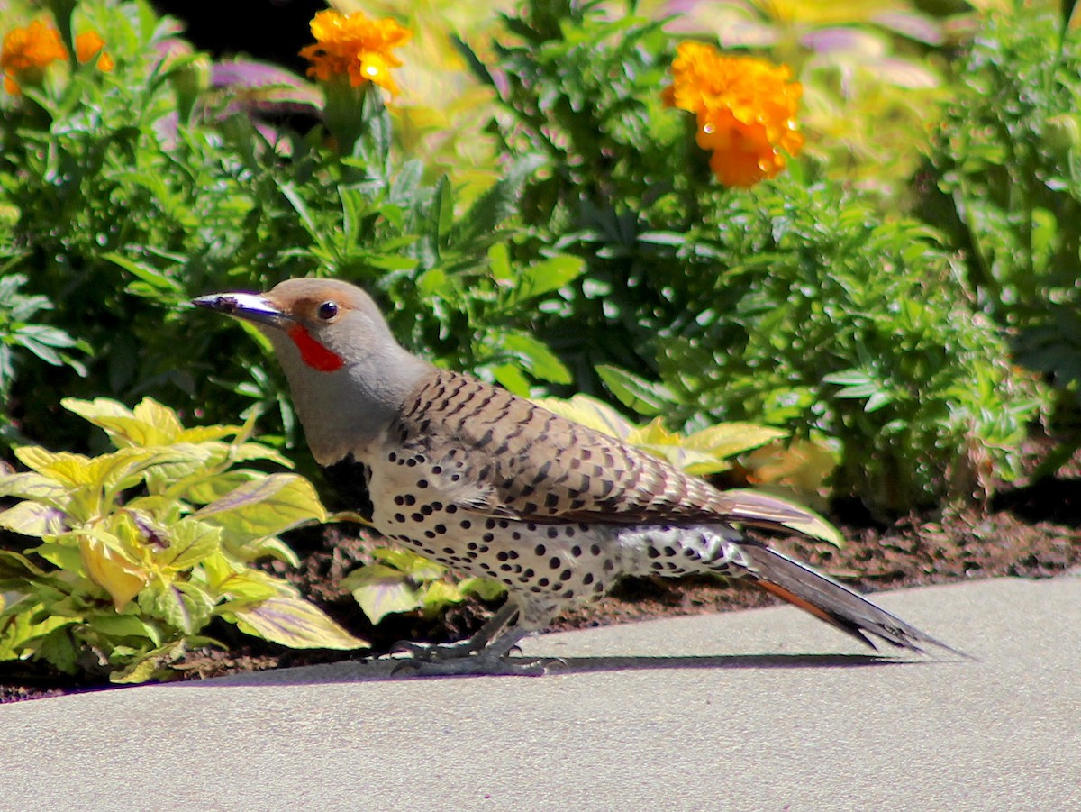 Northern Flicker (Red-shafted) - ML620854886