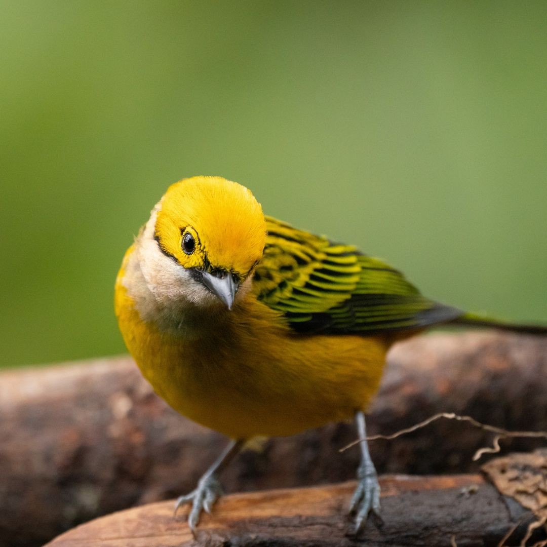 Silver-throated Tanager - ML620854890