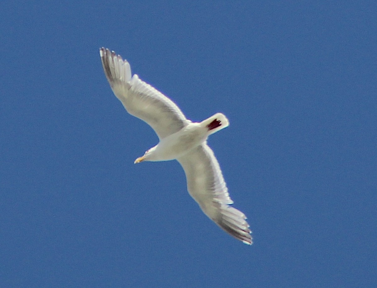 Glaucous-winged Gull - ML620854901