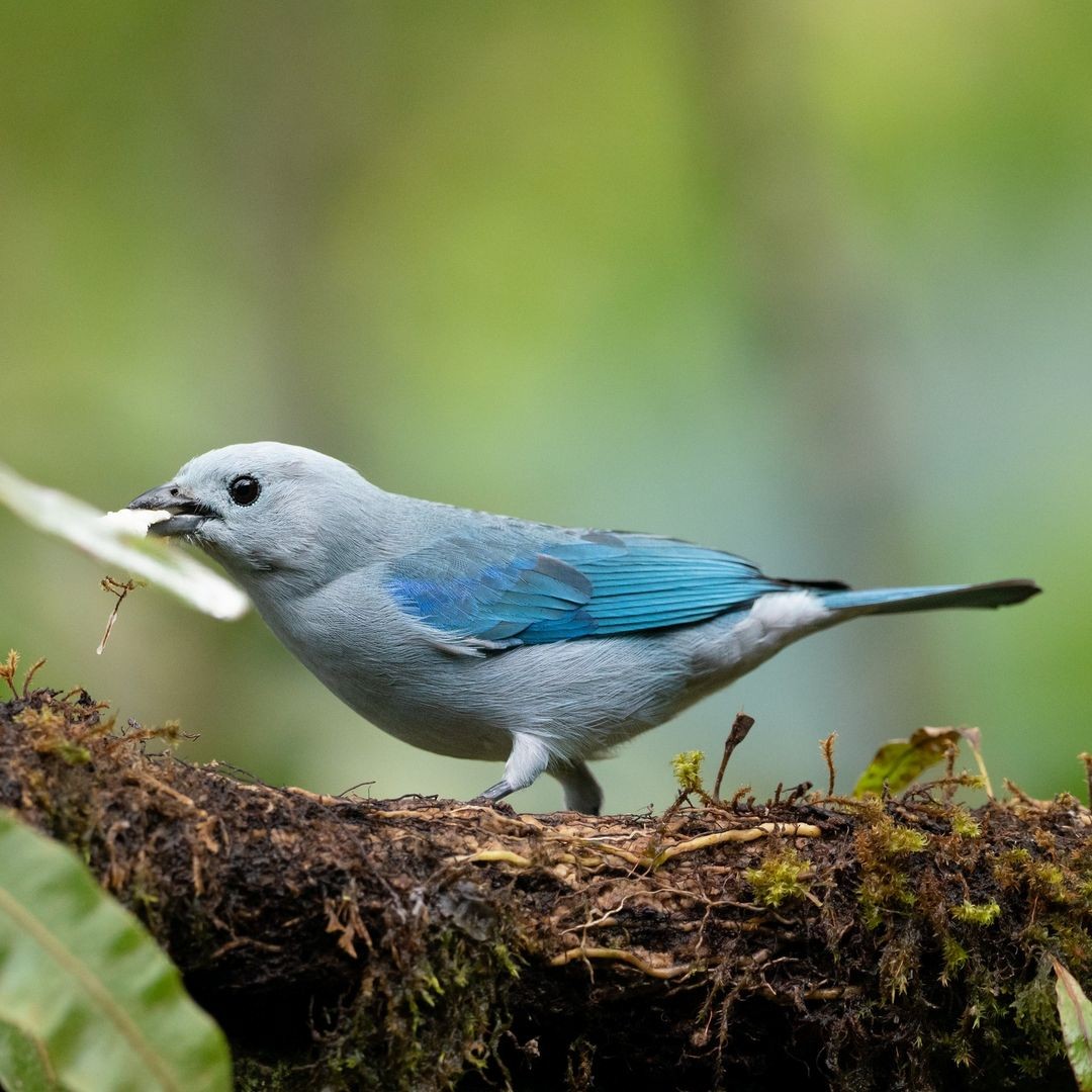 Blue-gray Tanager - ML620854925