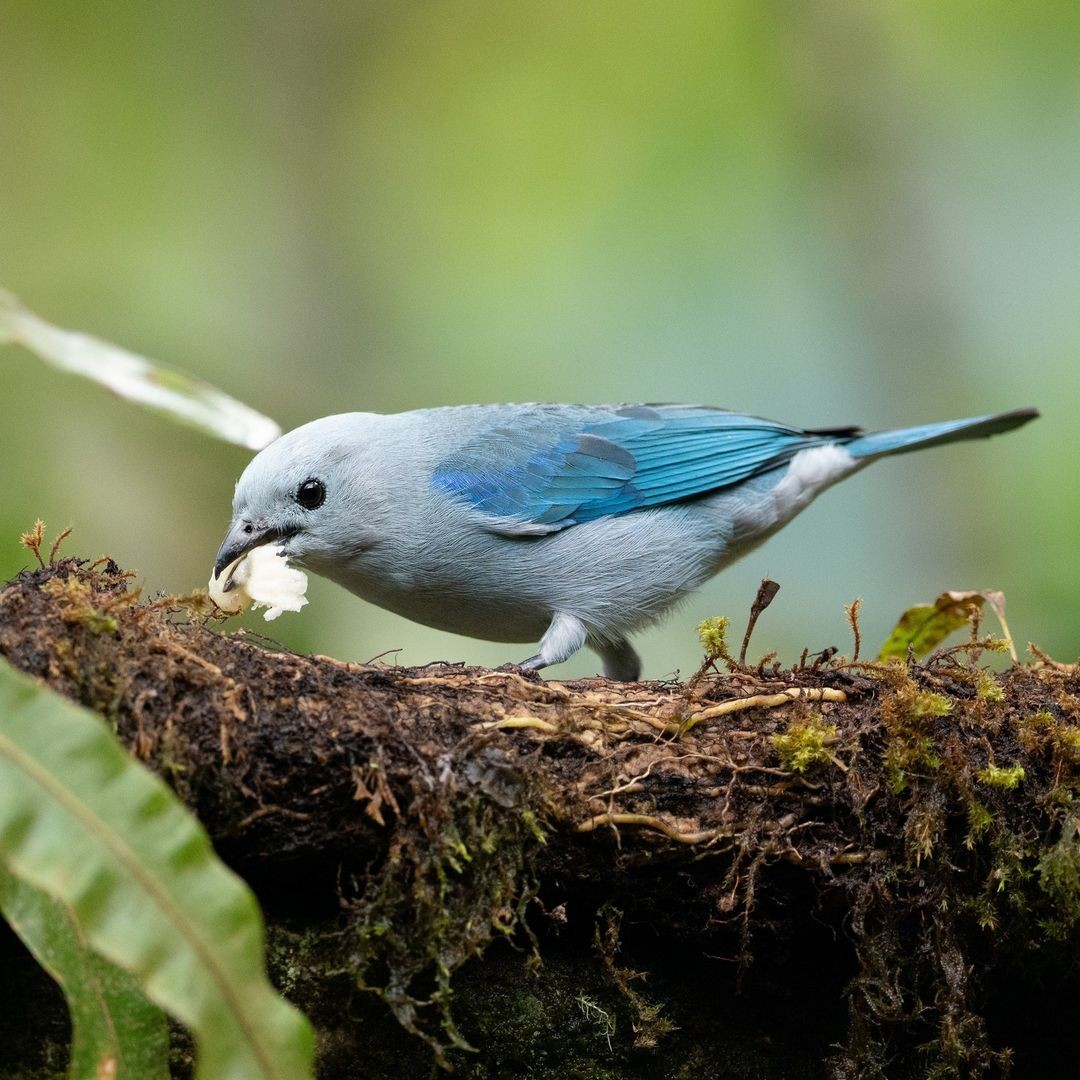 Blue-gray Tanager - ML620854926