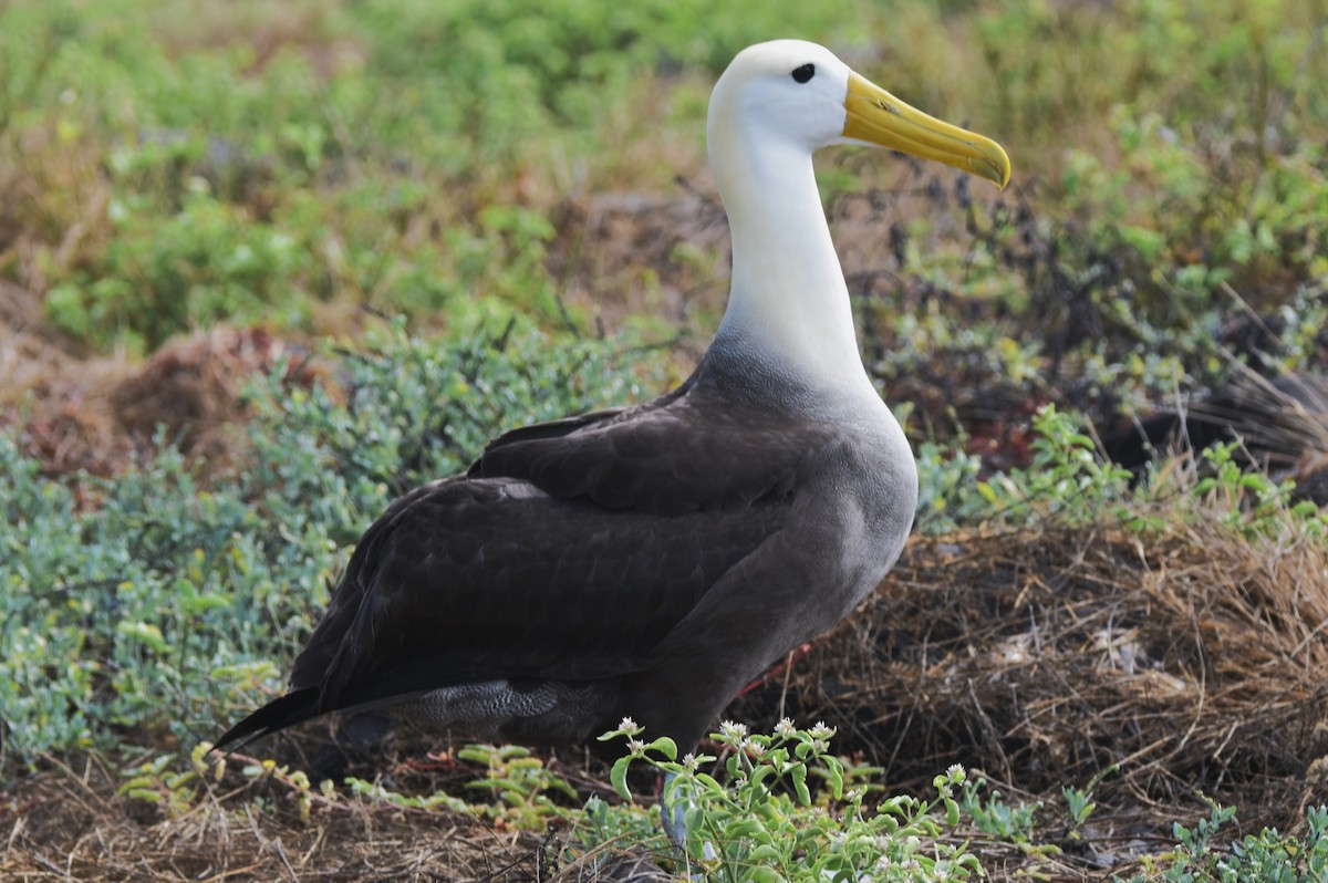 Waved Albatross - Old Sam Peabody