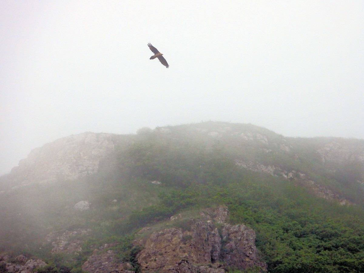 Bearded Vulture - ML620854955