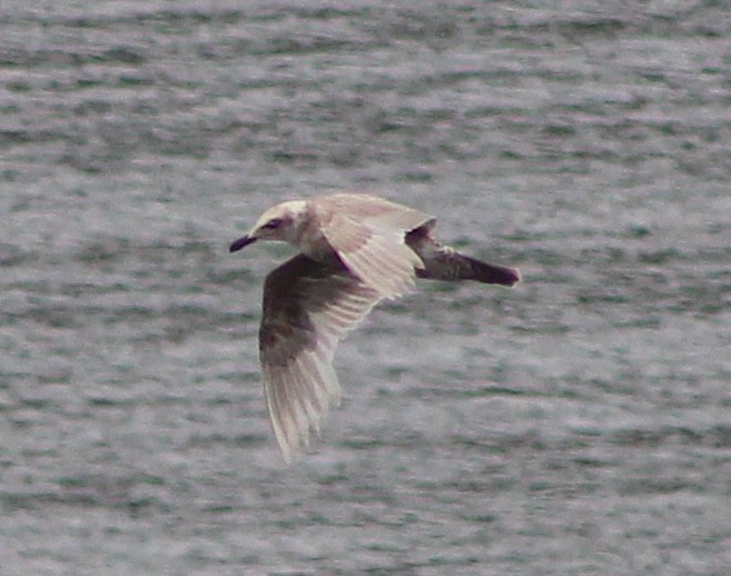 Glaucous-winged Gull - ML620854959