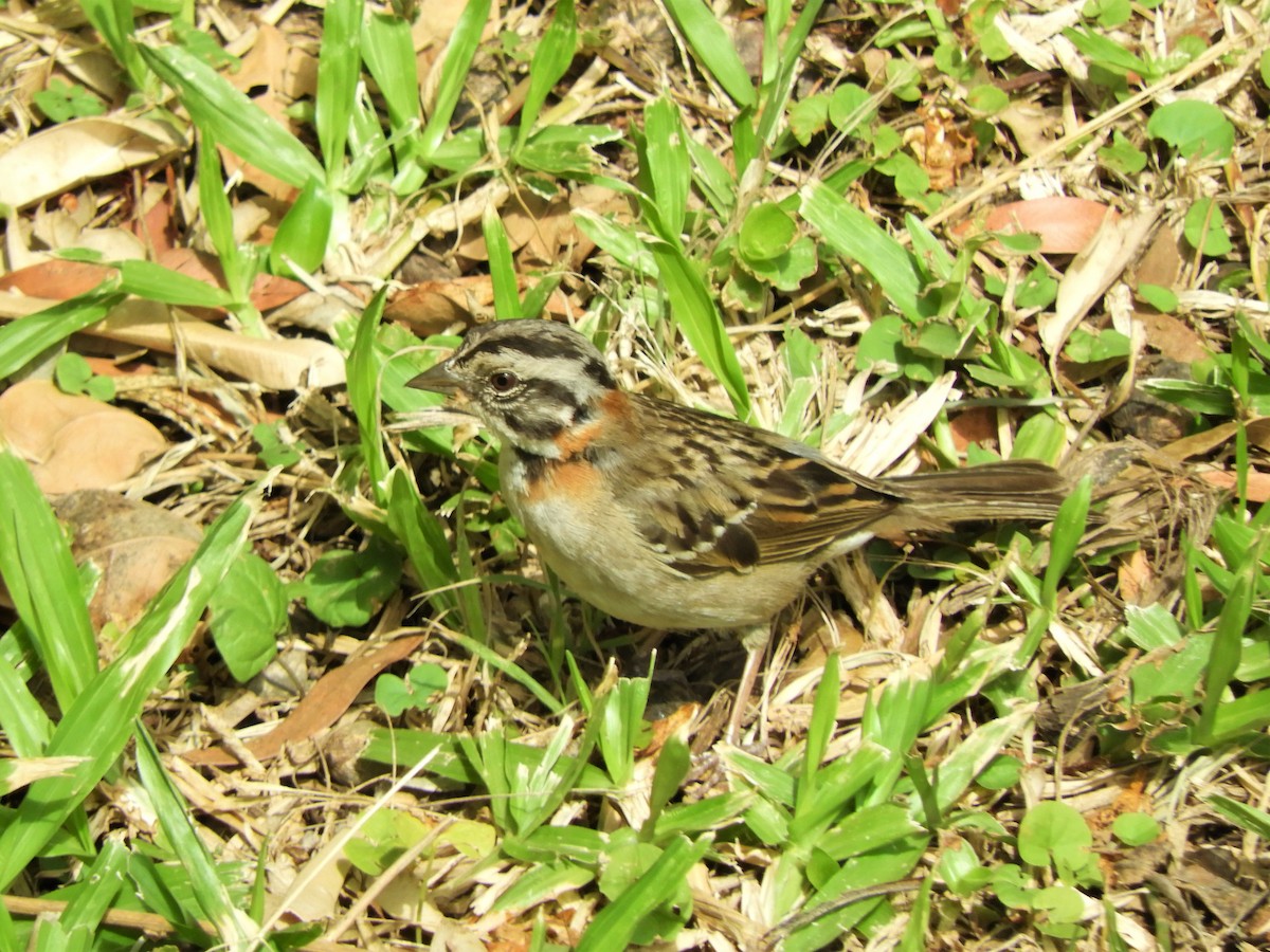 Rufous-collared Sparrow - ML620854987