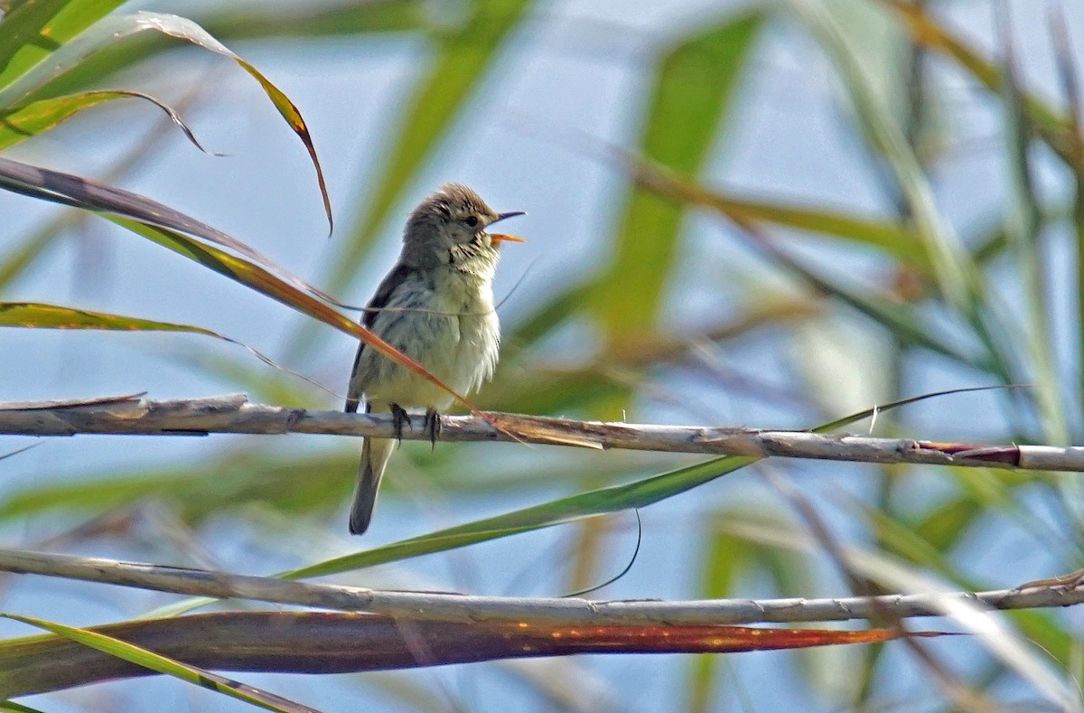 Melodious Warbler - ML620855026