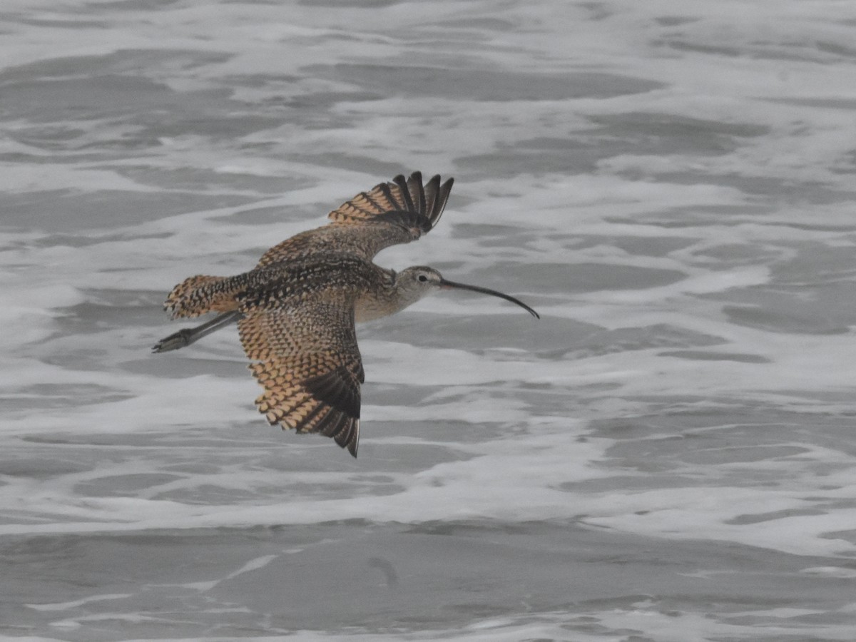 Long-billed Curlew - ML620855037