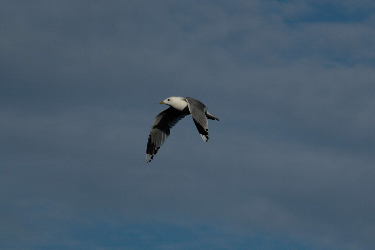 Common Gull (European) - Usha Viswanathan
