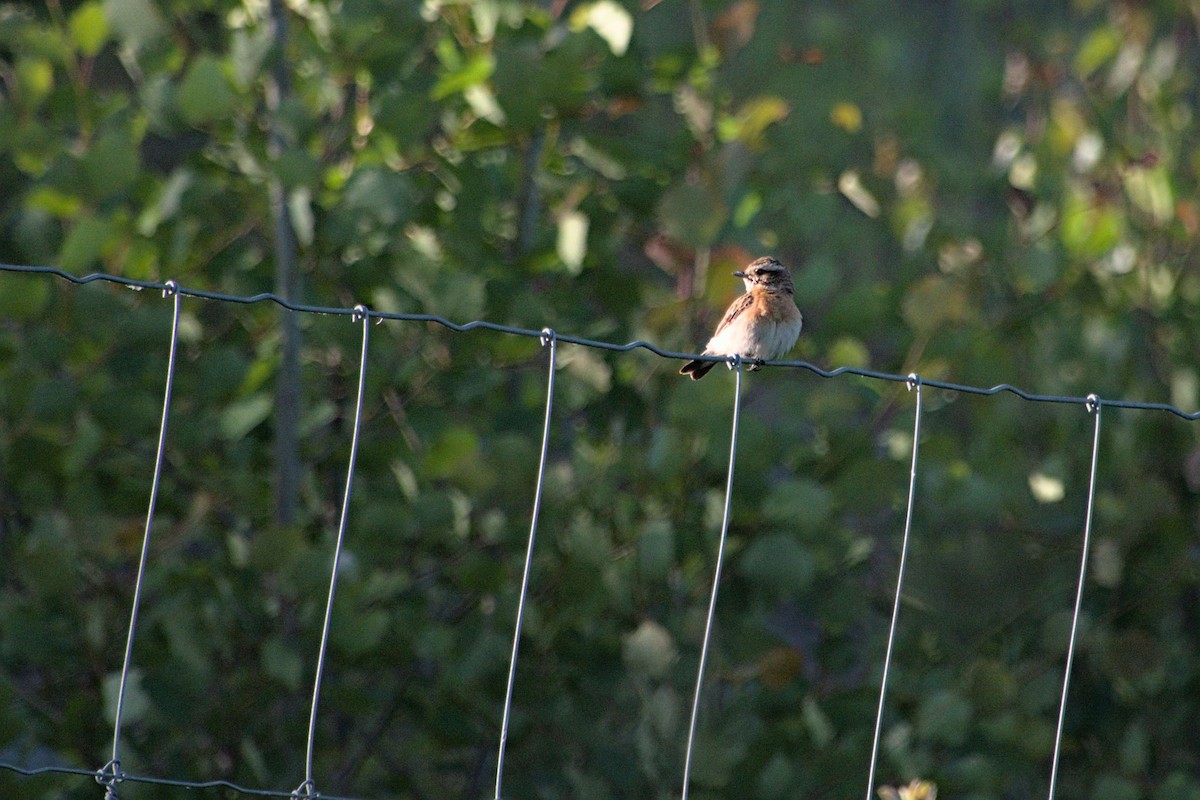 Whinchat - ML620855086