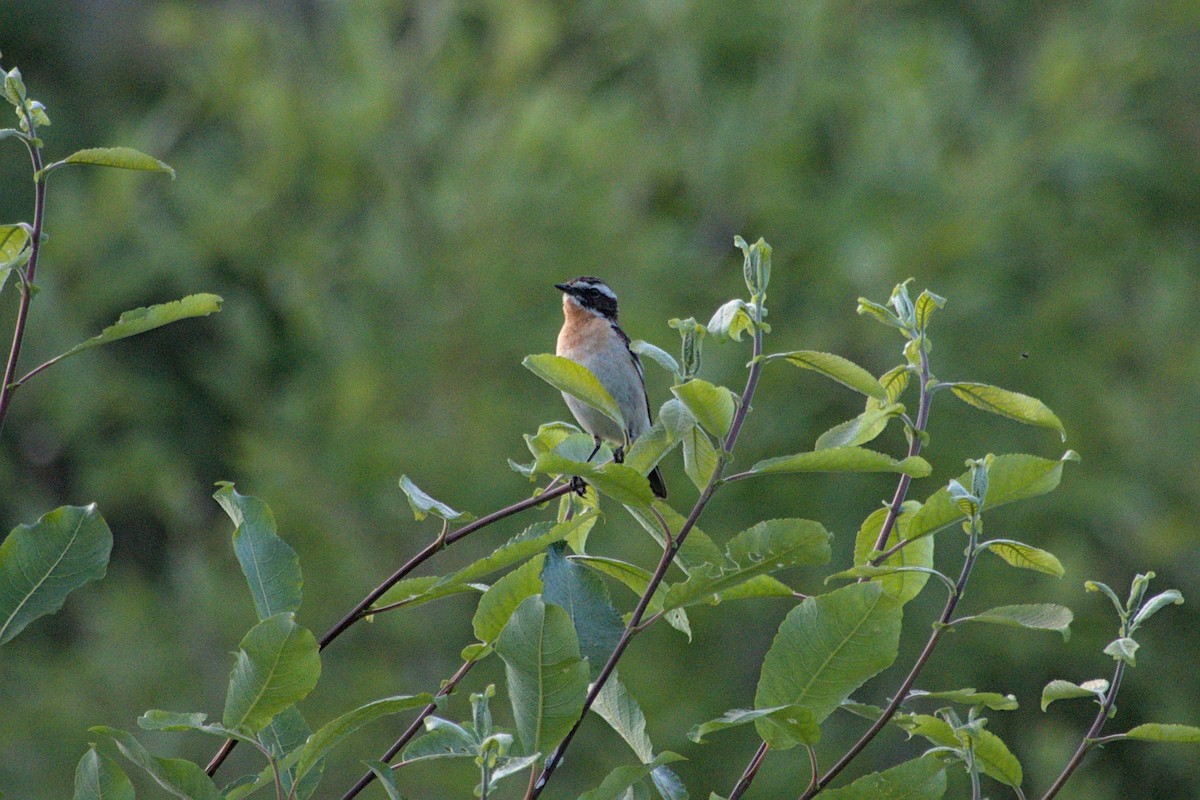 Whinchat - ML620855087