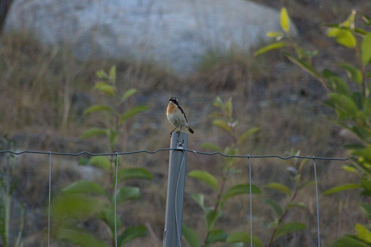 Whinchat - ML620855088