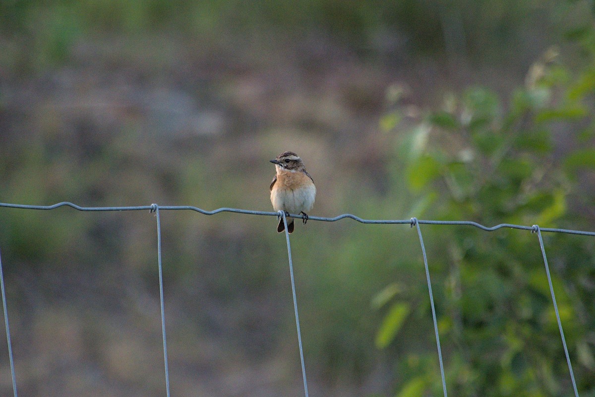 Whinchat - ML620855089