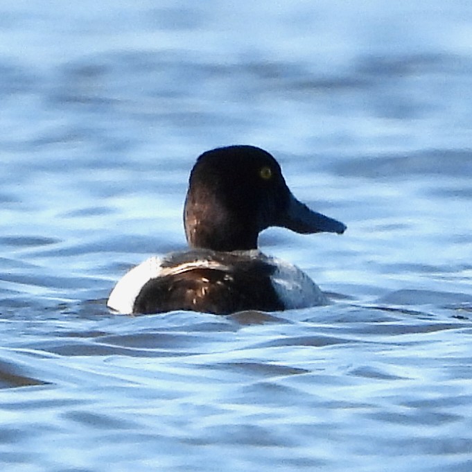 Greater/Lesser Scaup - ML620855138