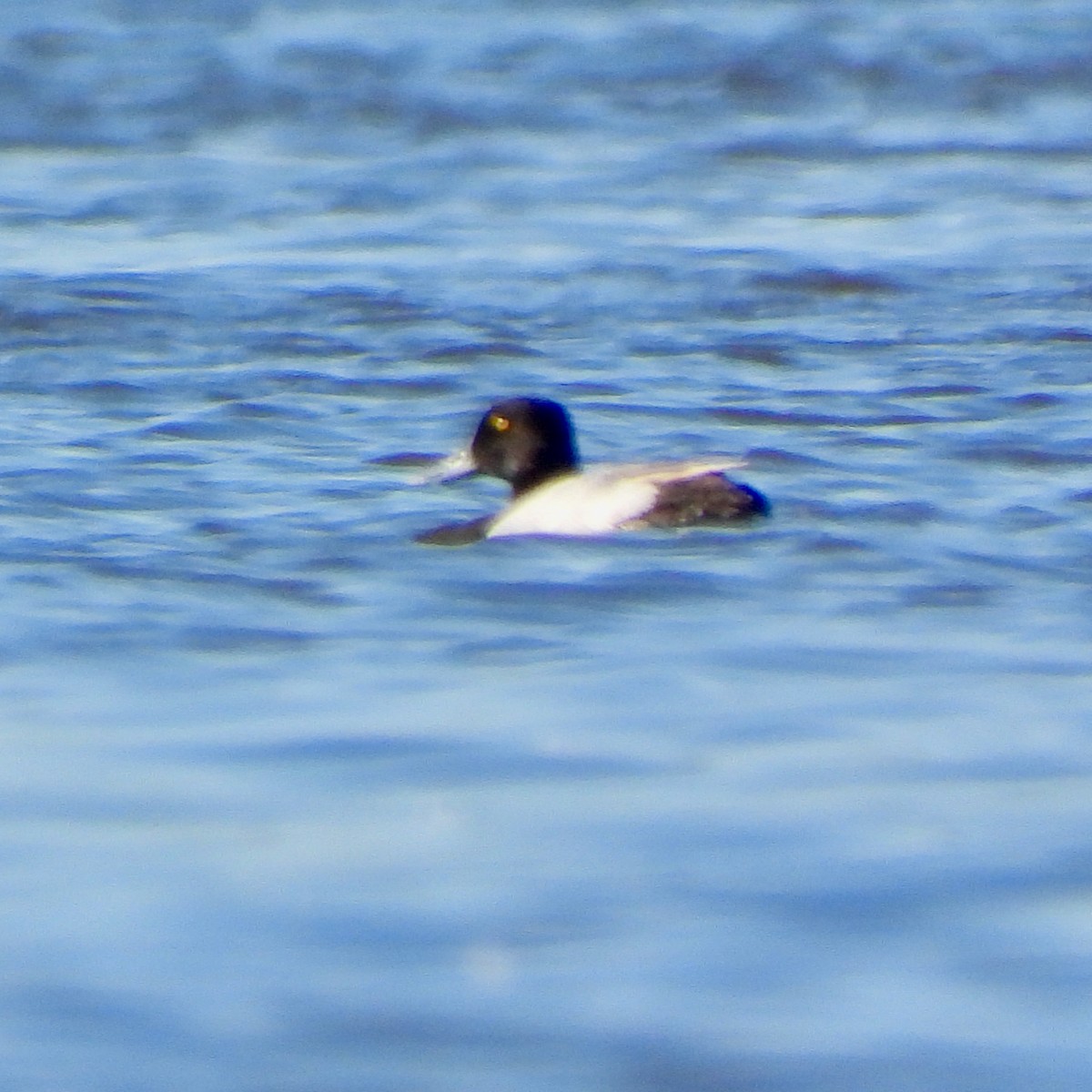 Greater/Lesser Scaup - ML620855139