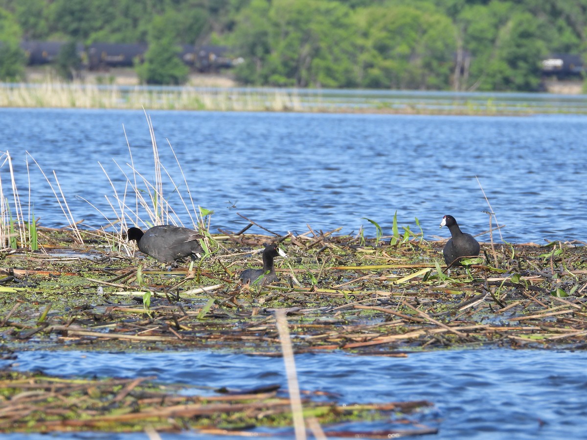 American Coot - ML620855149