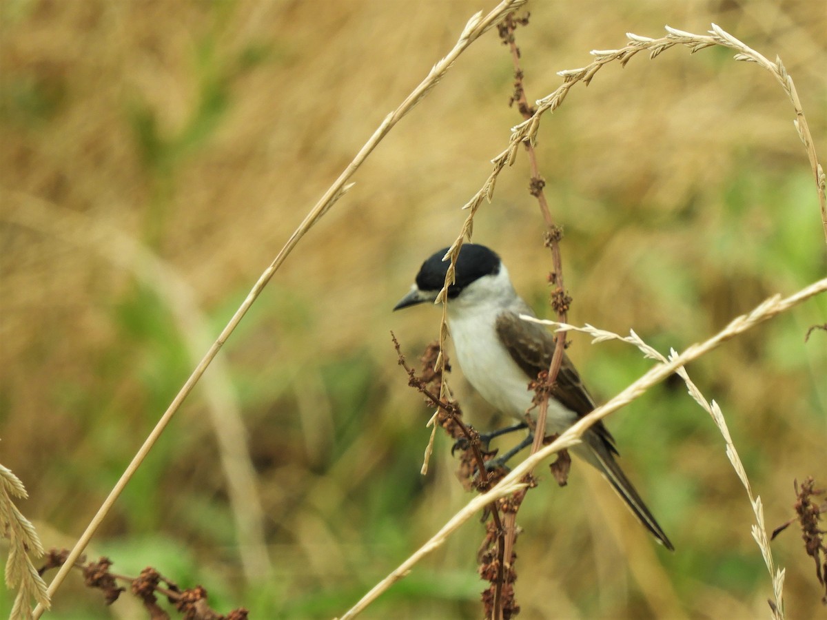 White-naped Xenopsaris - ML620855158