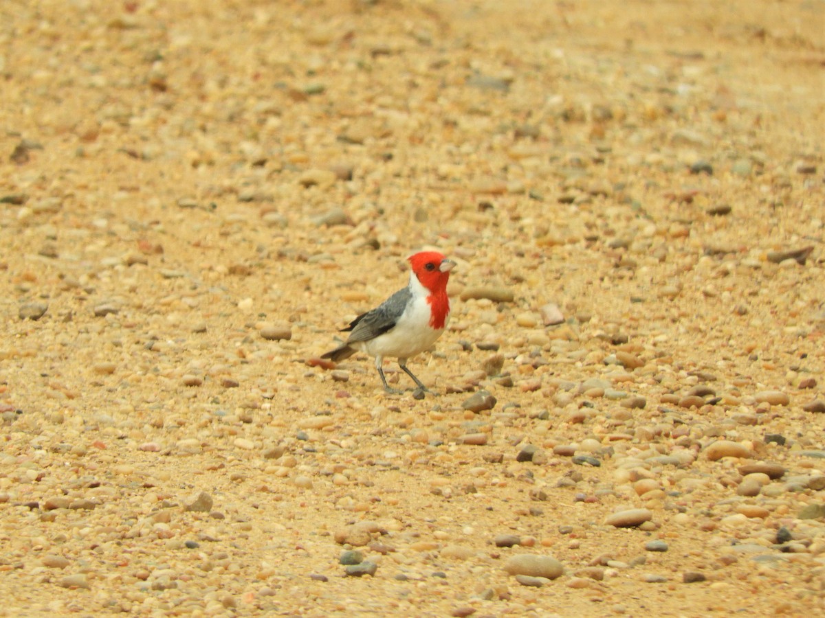 Red-crested Cardinal - ML620855162