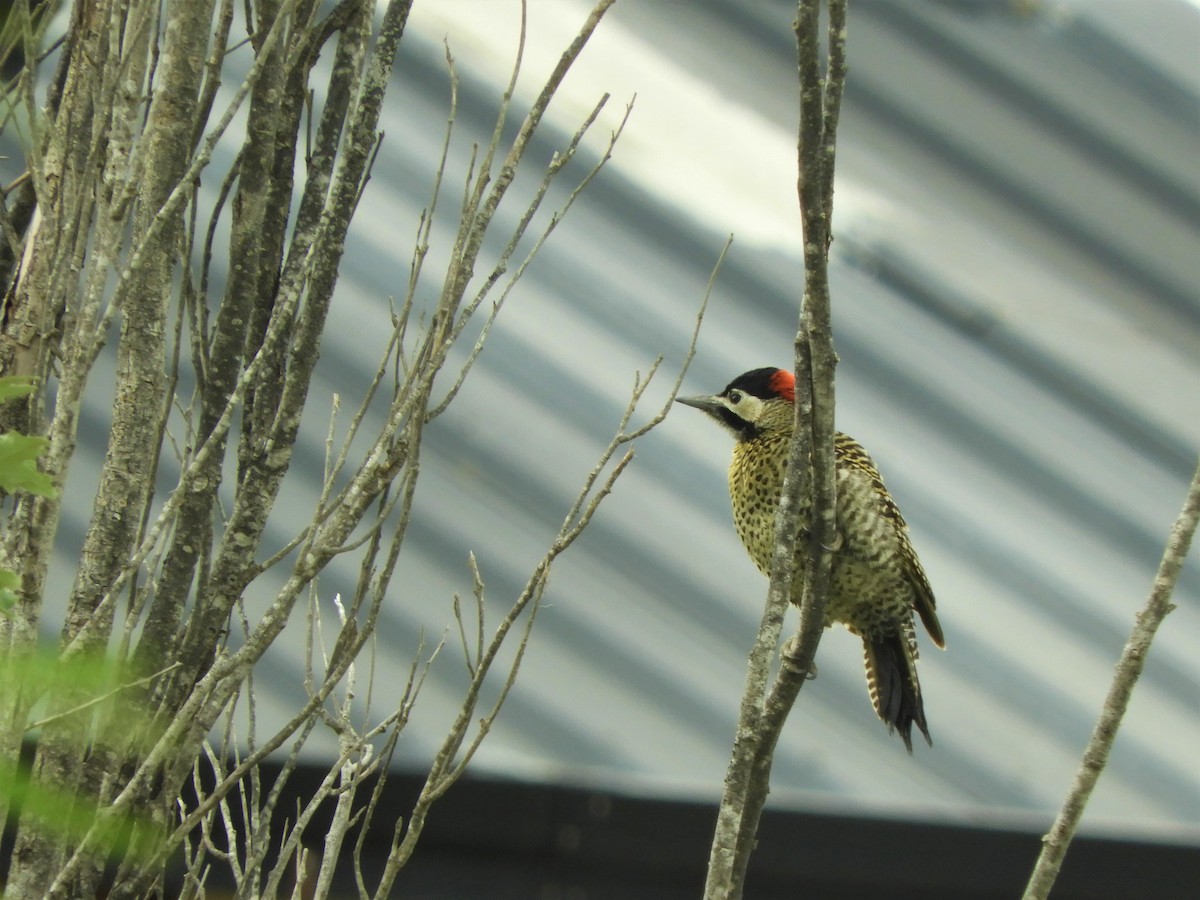 Green-barred Woodpecker - ML620855181