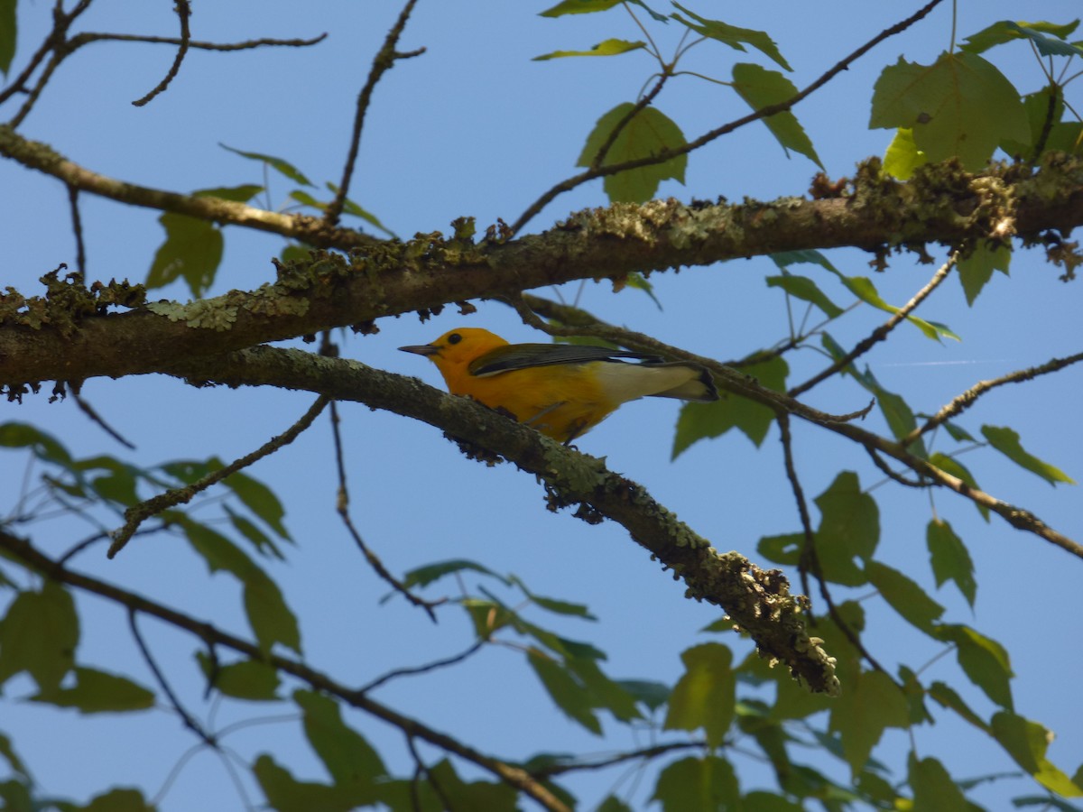 Prothonotary Warbler - Ellen Lawler