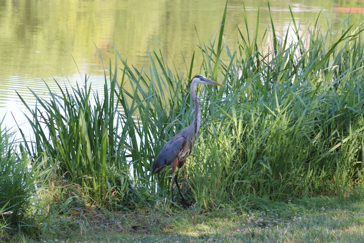 Great Blue Heron - ML620855200