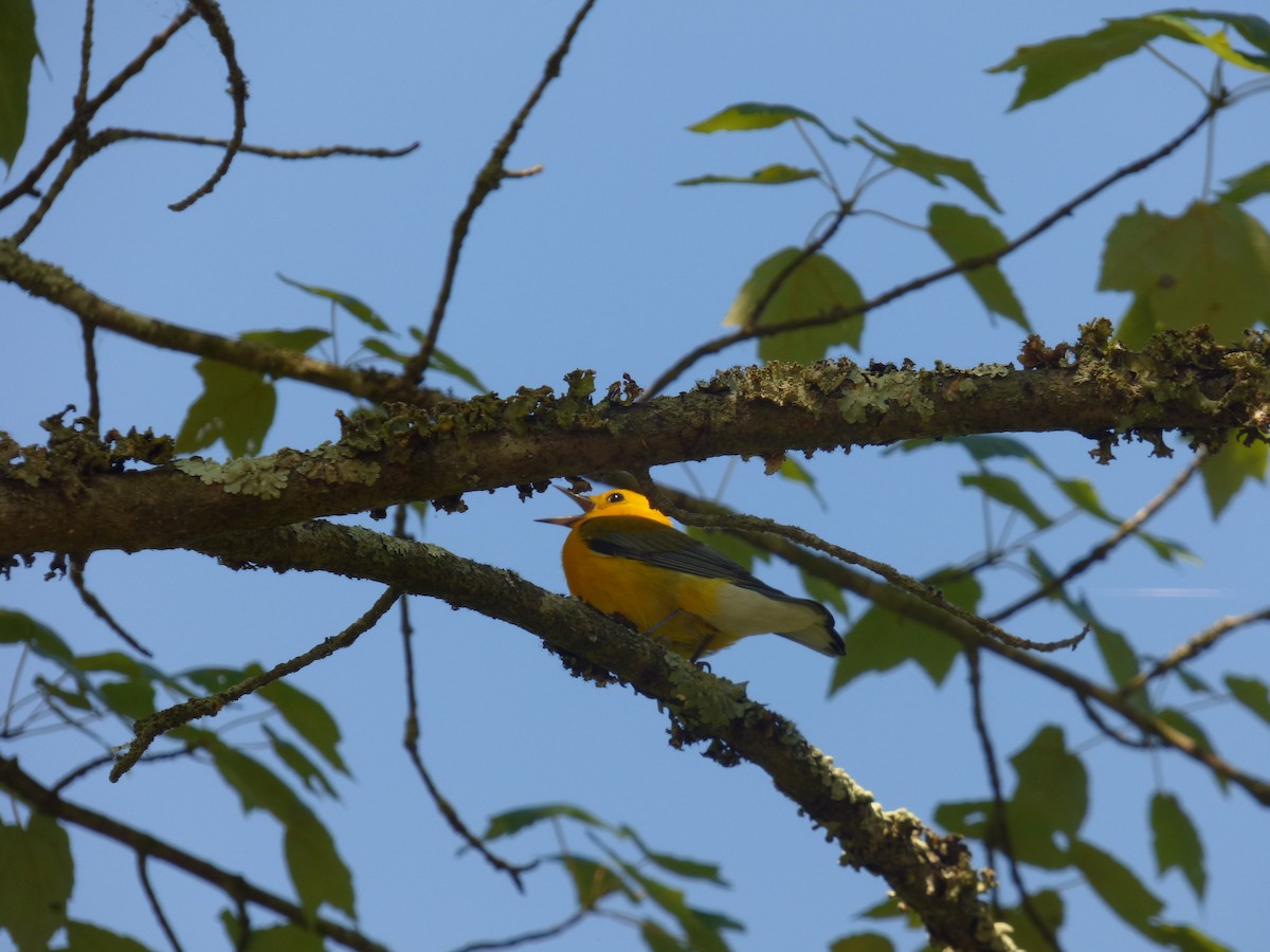 Prothonotary Warbler - ML620855201