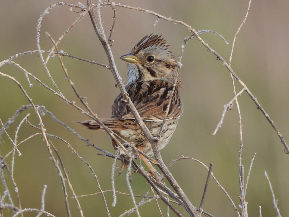 Lincoln's Sparrow - Nick Swan