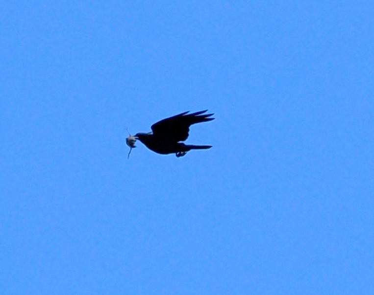 American Crow - ML620855226