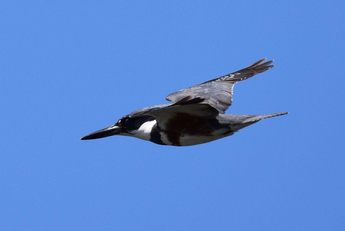 Belted Kingfisher - ML620855244