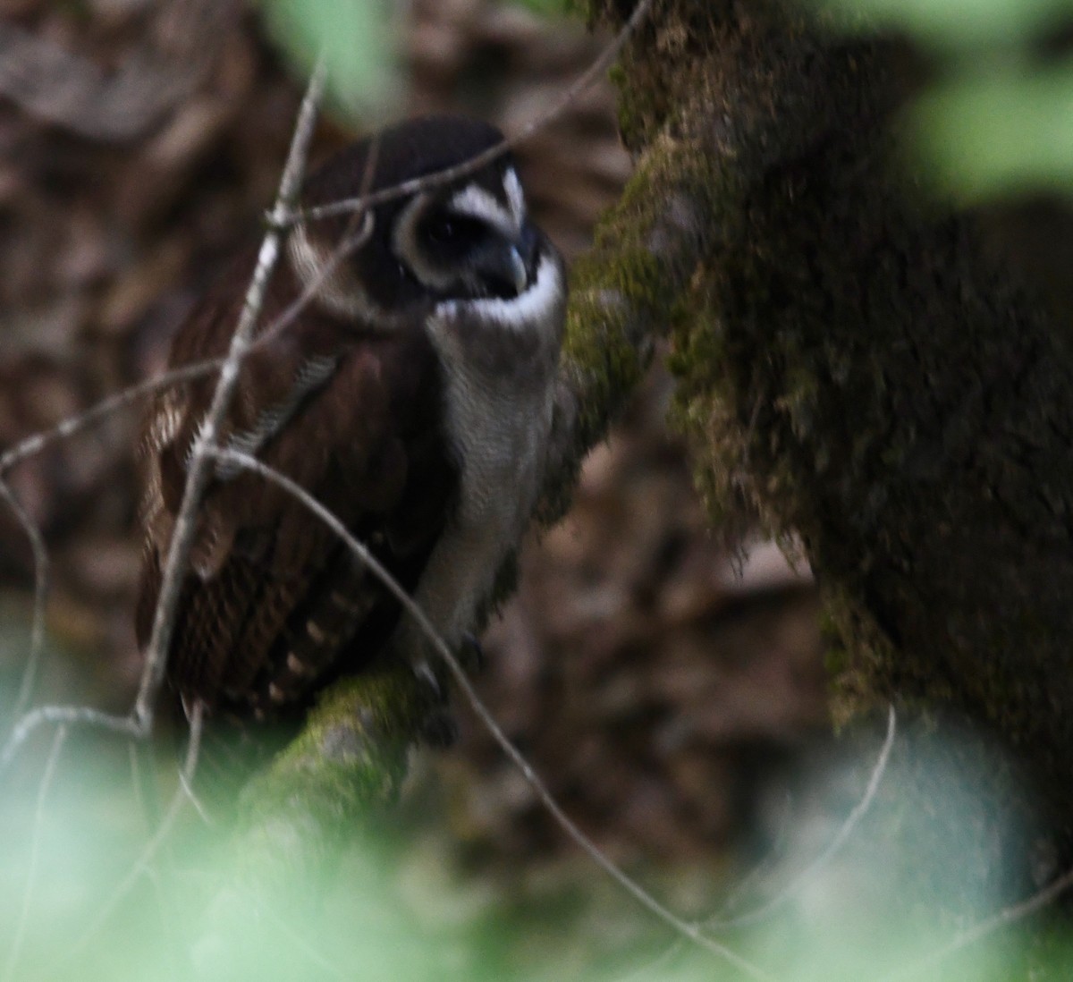 Brown Wood-Owl - ML620855250
