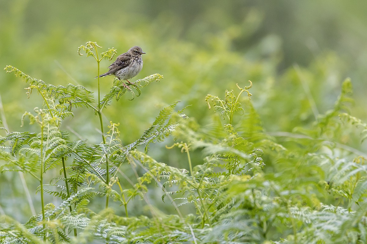 Meadow Pipit - ML620855254