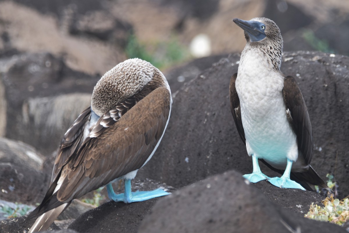 Blue-footed Booby - ML620855255