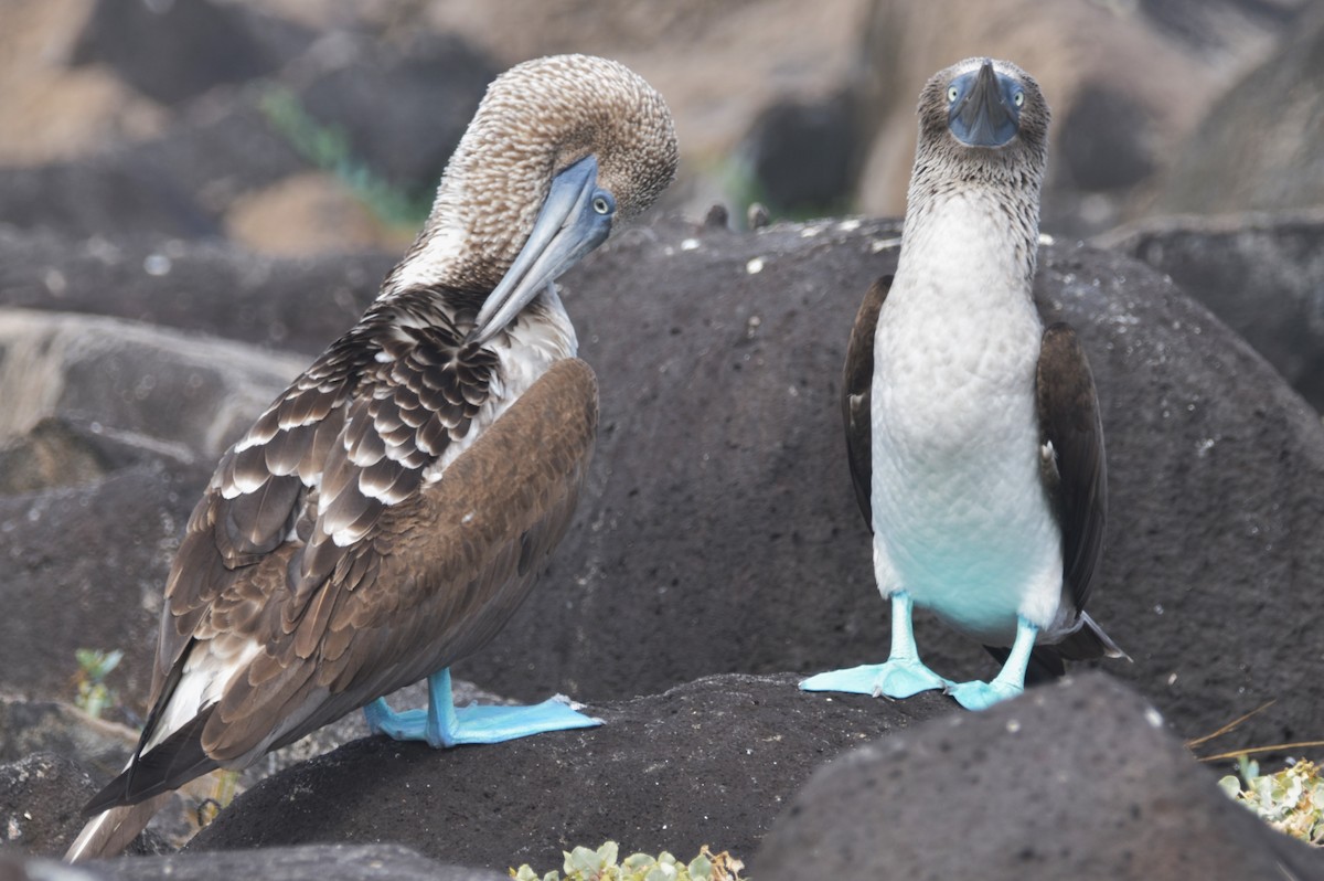 Blue-footed Booby - ML620855262