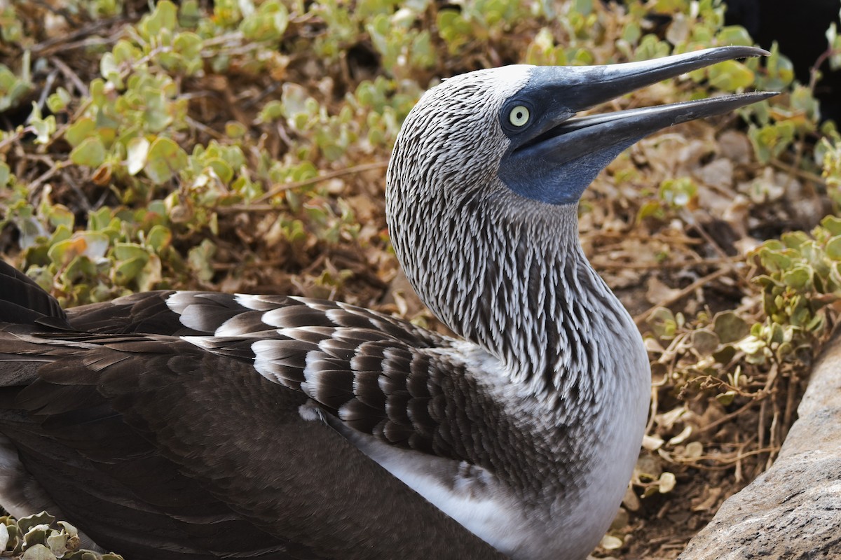 Blue-footed Booby - Old Sam Peabody