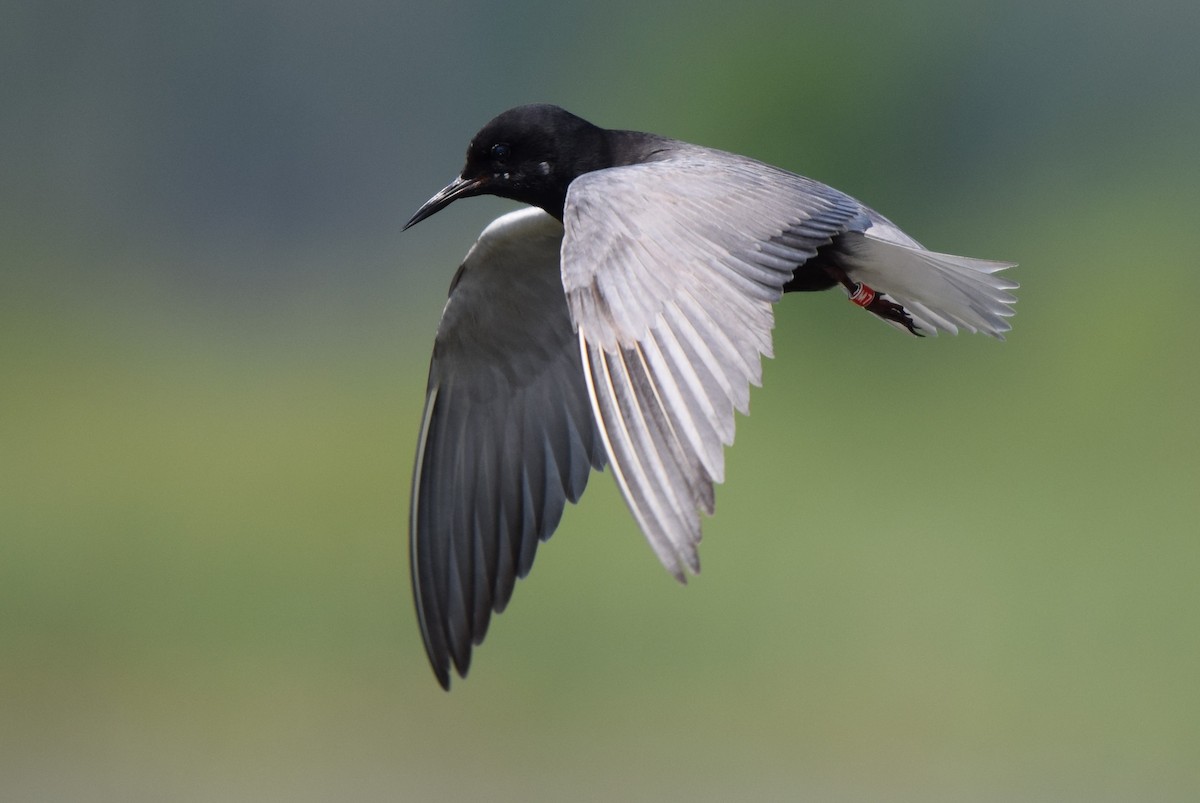 Black Tern - John Wright