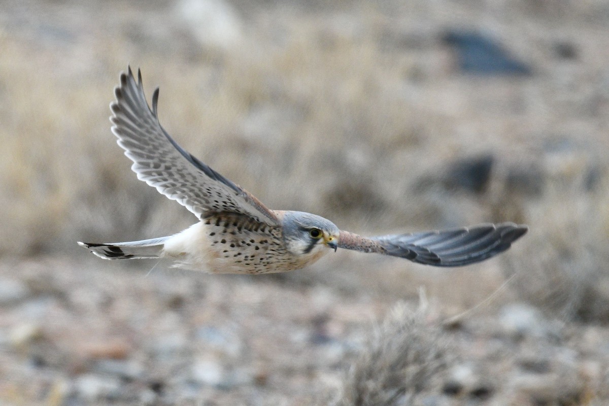 Eurasian Kestrel - Jacques Erard