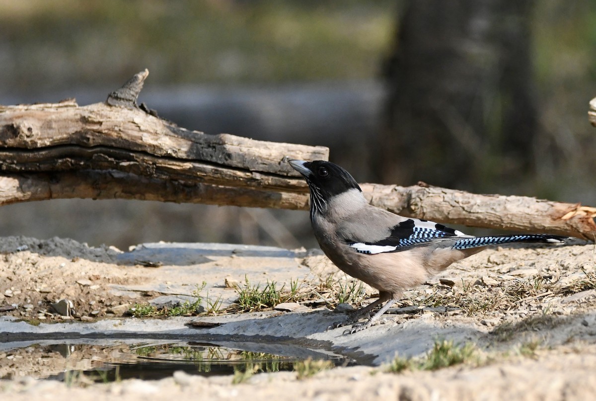 Black-headed Jay - ML620855271