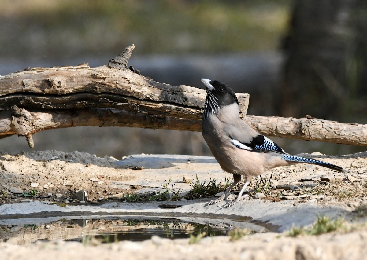 Black-headed Jay - ML620855273