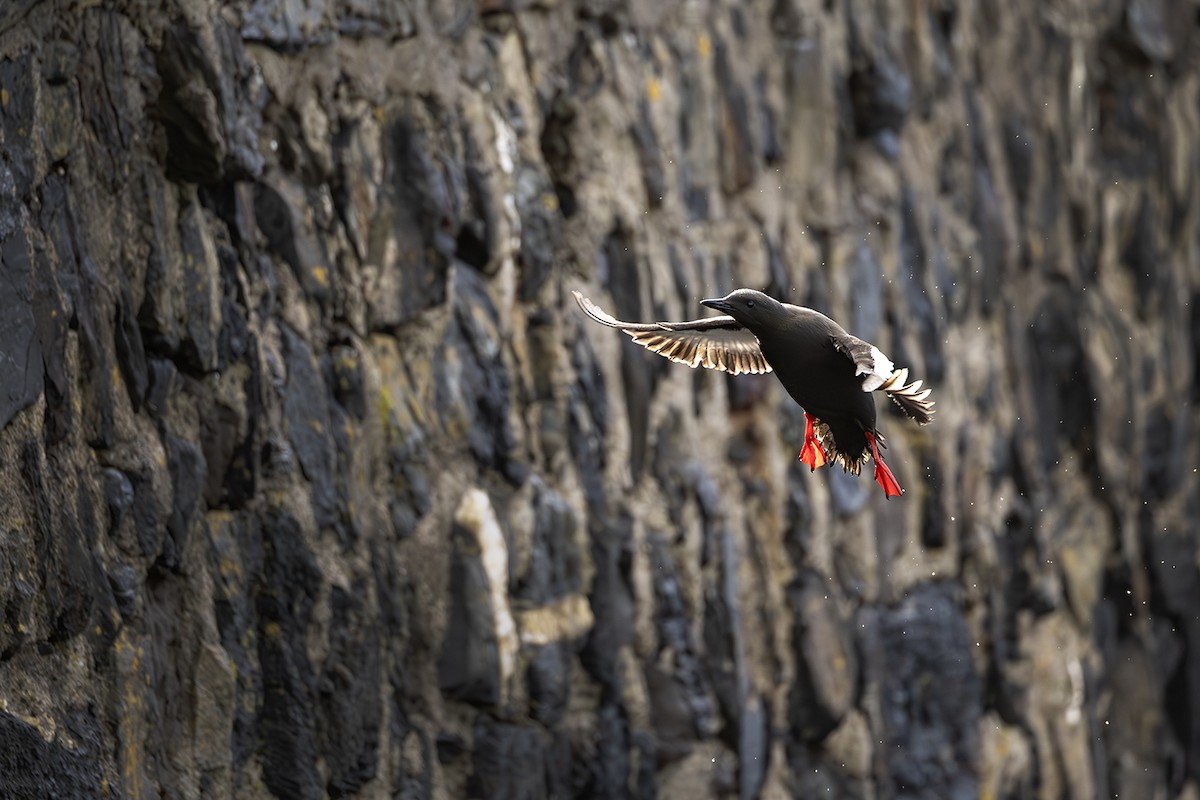 Black Guillemot - ML620855304