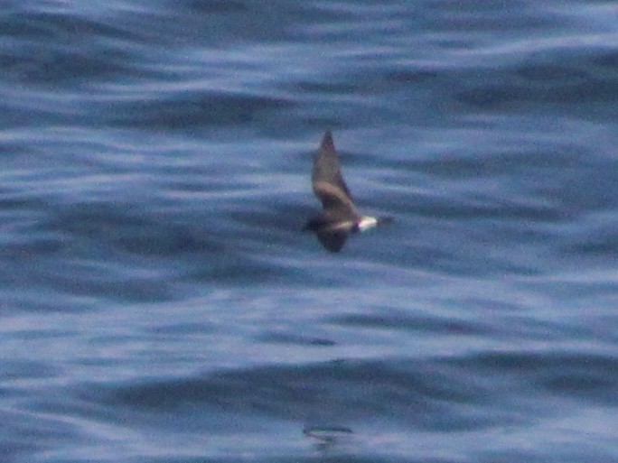 Leach's Storm-Petrel - ML620855320