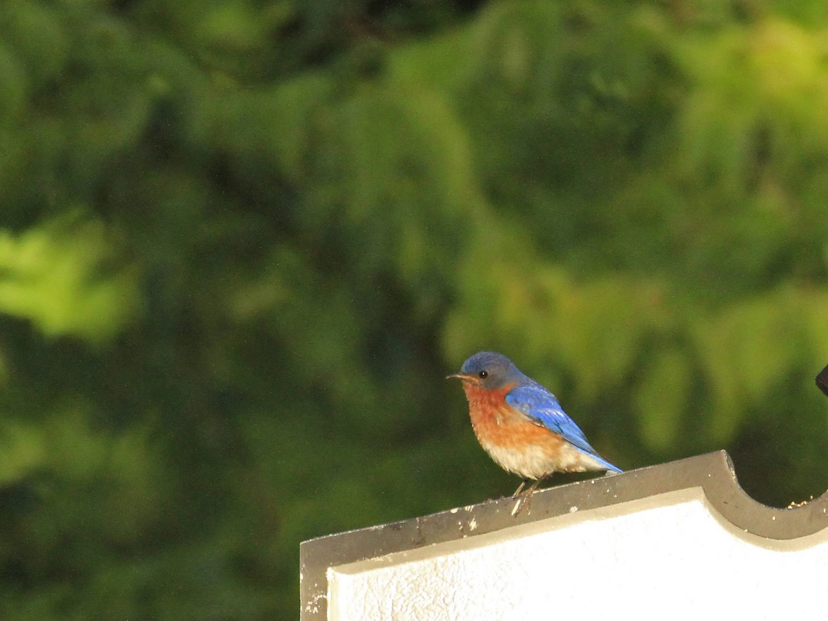 Eastern Bluebird - ML620855343