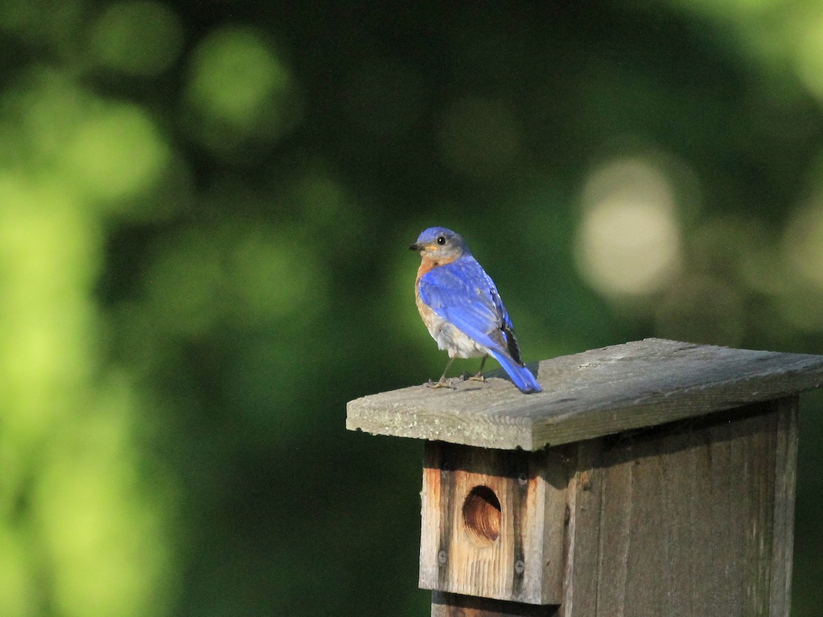 Eastern Bluebird - ML620855345