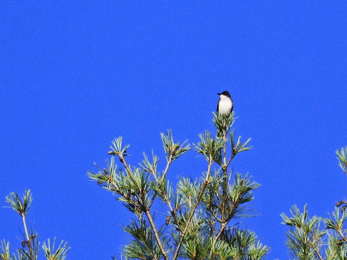 Eastern Kingbird - ML620855352