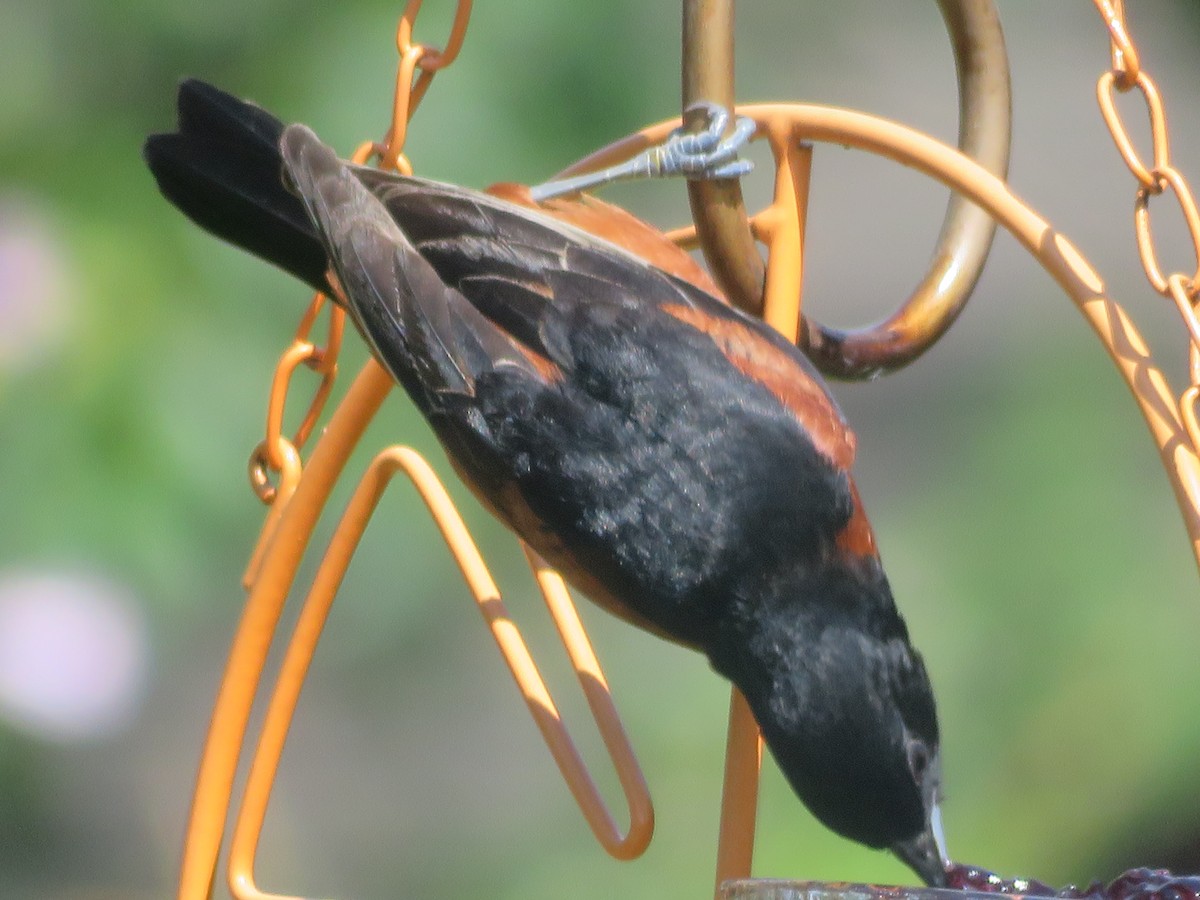 Orchard Oriole - ML620855353