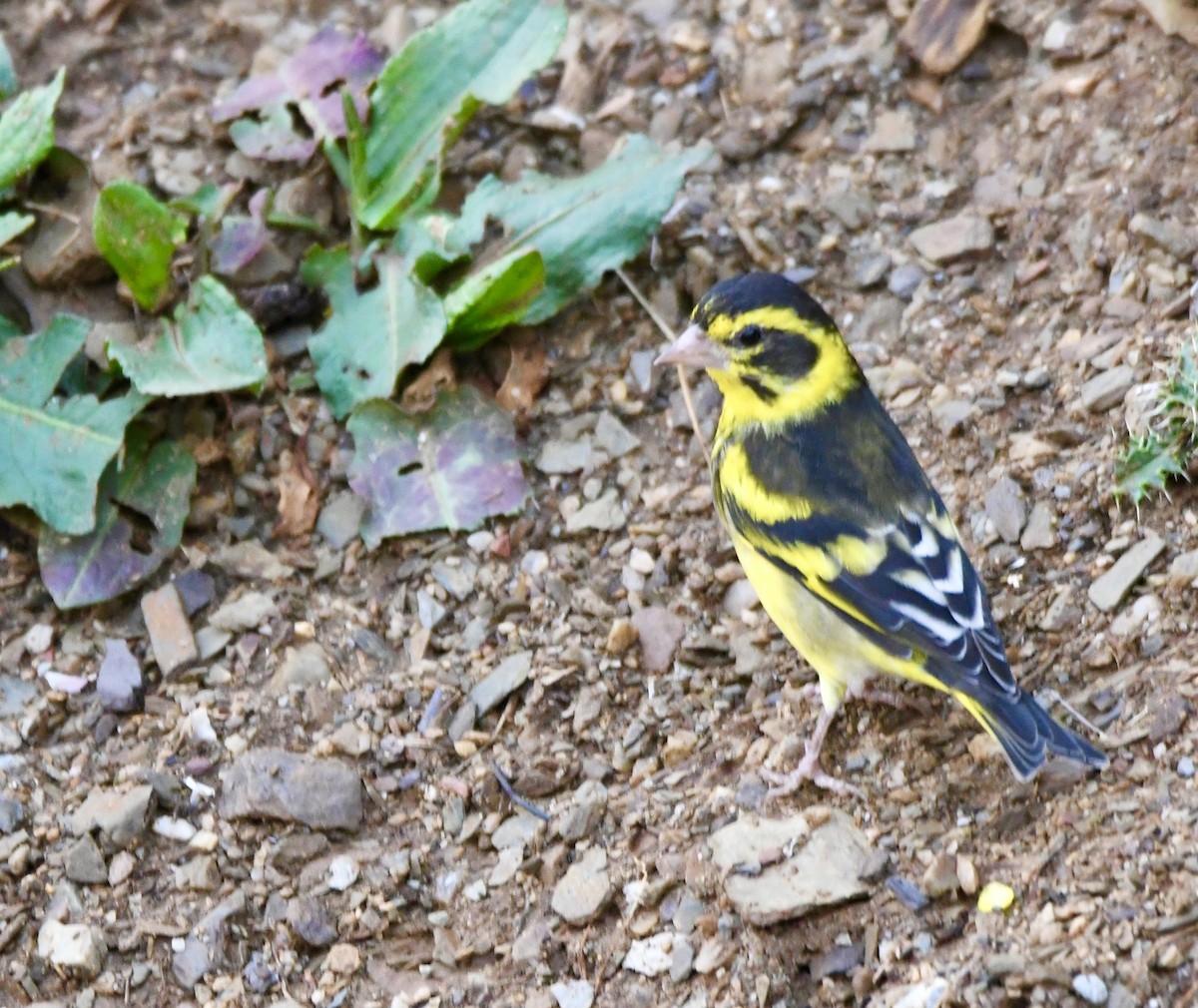 Yellow-breasted Greenfinch - ML620855364