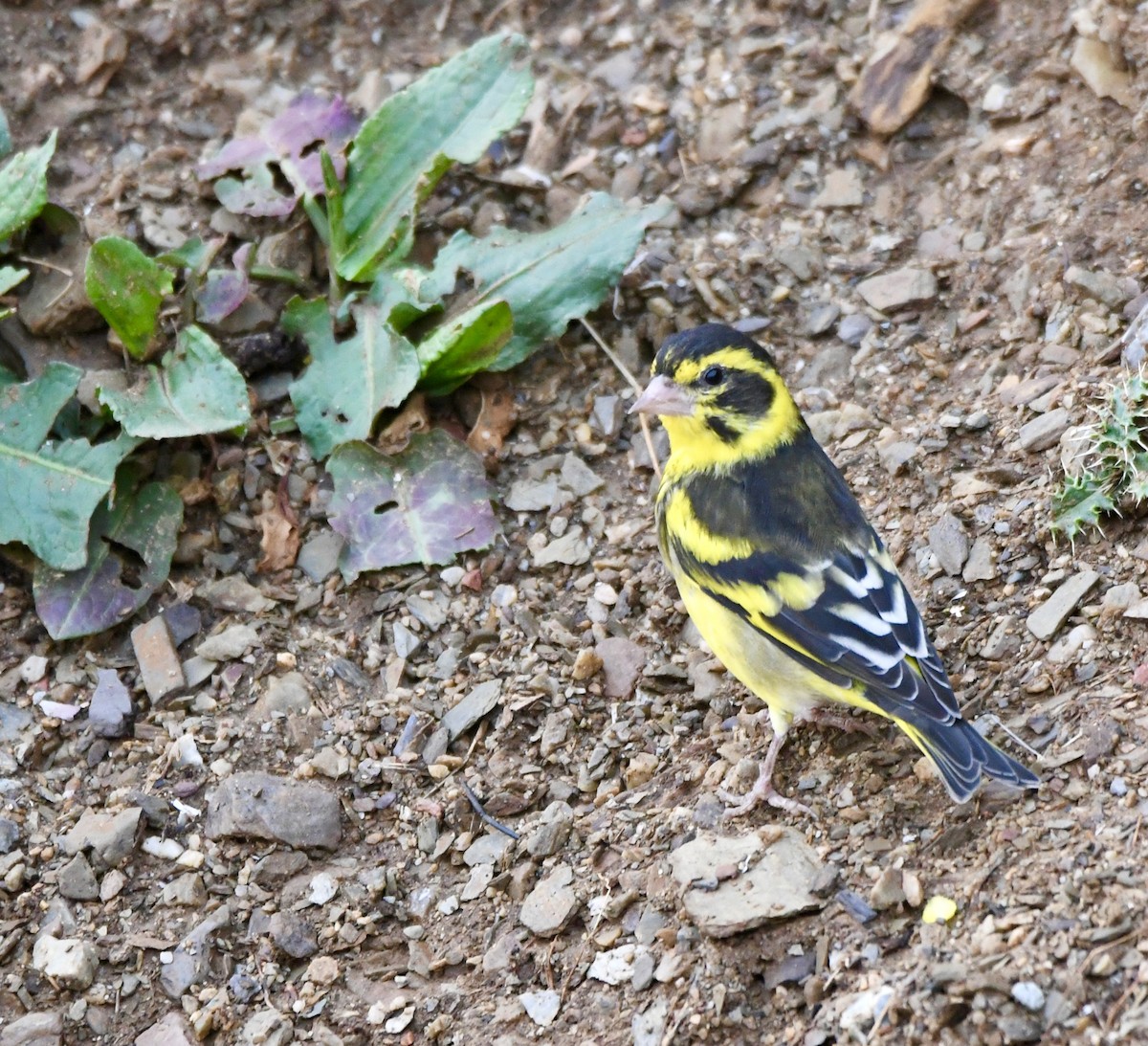 Yellow-breasted Greenfinch - ML620855365